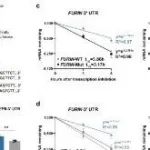 Nature Commun | 上海科技大学刘如娟验证NSUN6介导mRNA的位点特异性m5C修饰