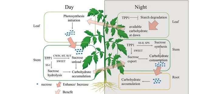 【文献解读】中国农业科学院蔬菜花卉研究所蒋卫杰团队揭示SlTPP1通过调控昼夜碳水化合物分配优化碳资源利用的机制