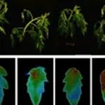 西北农林科技大学博士生一作在植物科学一区Top期刊（IF=10.4）发表研究成果！揭示多激素协同调控番茄低温耐受性的新机制