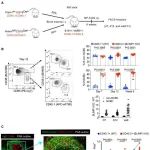 Cell Rep |&#160;匹兹堡大学团队和印第安纳大学团队共同提出BLIMP1调控GC B细胞扩增和退出的机制