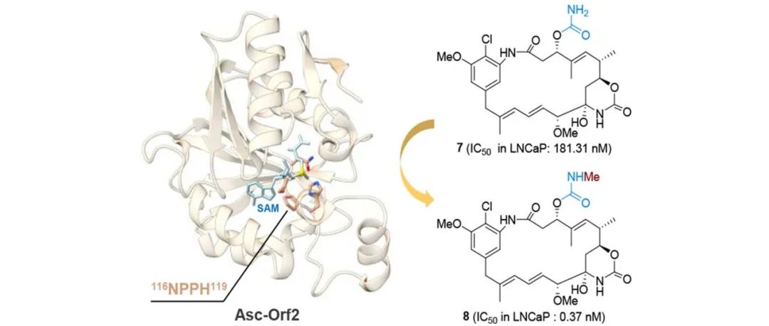 阅读 JACS丨氨甲酰基N-甲基转移酶催化ansacarbamitocin生物合成中伯酰胺的N-甲基化