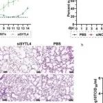 Nature Commun | 华中农业大学周红波研究揭示了Rab27a及其效应子调节IAV膜蛋白转运的分子机制