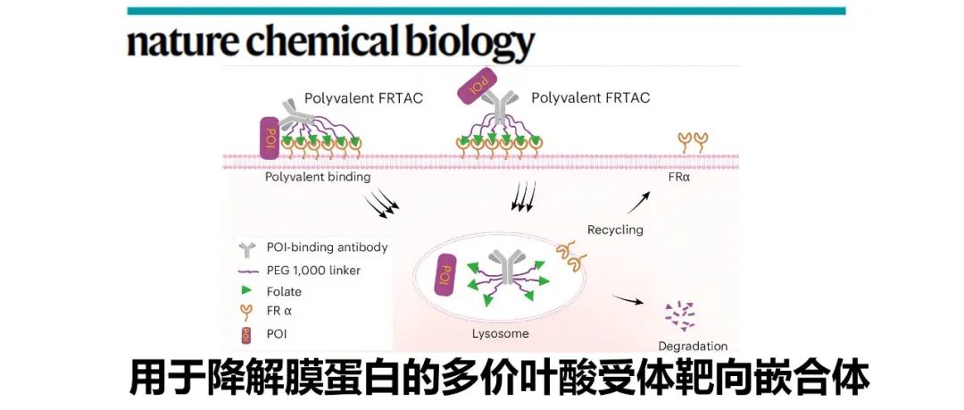 Nat. Chem. Biol. | 用于降解膜蛋白的多价叶酸受体靶向嵌合体