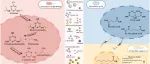 文献速递|东北农业大学JHM:多功能微生物联合体如何在低温条件下提高阿特拉津去除率和磷吸收率的代谢见解