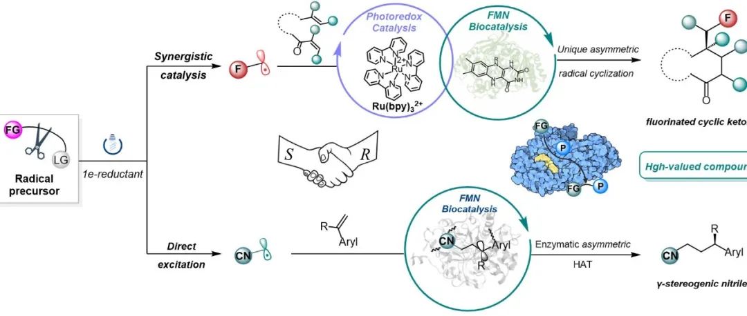 雷晓光团队在生物催化领域取得系列科学突破