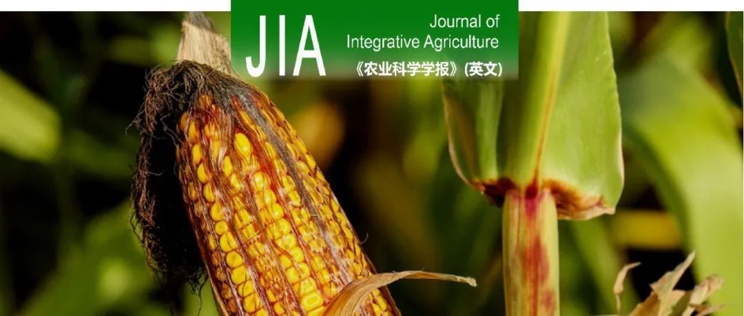 JIA | 中国农科院生物技术所陈茹梅团队联合作科所拓展玉米MYC2基因表达调控网络的研究