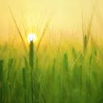 南京农业大学王源超教授团队Nature Plants+1
