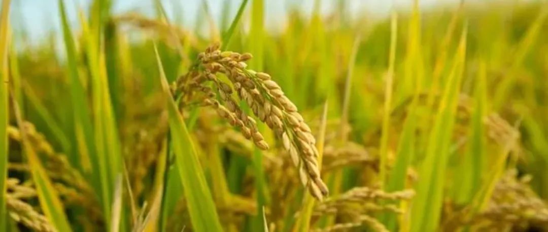 Nature | 中国农科院发表水稻多器官单细胞图谱，解析细胞类型对重要性状调控作用