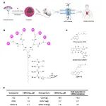法国艾克斯-马赛大学彭玲团队 Sci. Adv.：突破！新型自组装树型分子纳米载体大幅降低药物心脏毒性-显著提升疗效