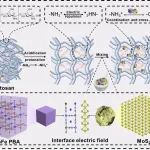 兰州理工大学牛小慧/王坤杰团队 ACS Nano: 内含界面电场的手性多糖水凝胶材料