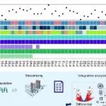 JEV丨天津医科大学岳丹等团队发现PDCD10调节囊泡运输并促进透明细胞肾细胞癌的进展