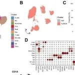 Mol Cancer丨福建医科大学侯心煌等研究团队发现FABP1阳性RCC能激活PLG-PLAT信号轴促进肿瘤血管生成