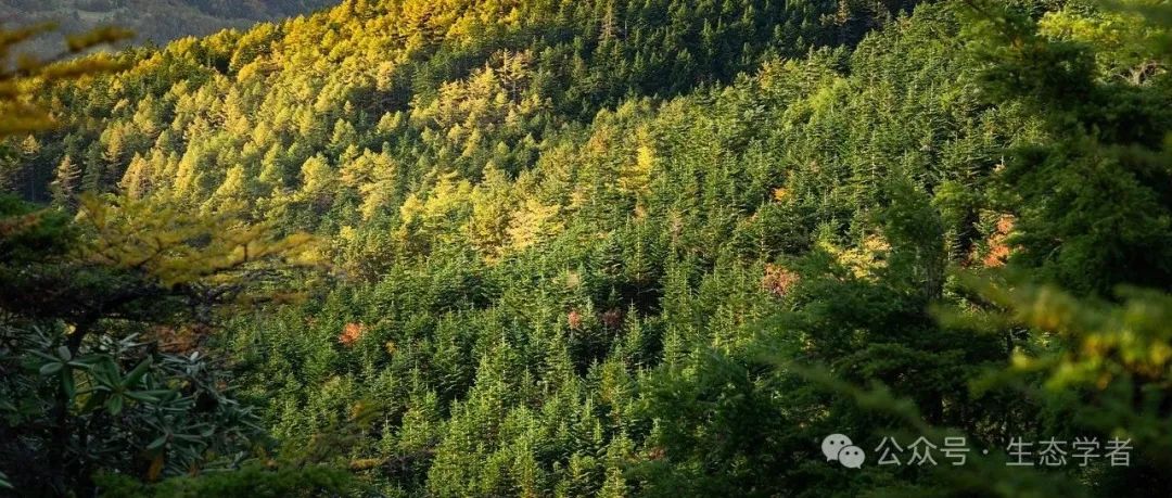 海南师范大学Nature Communications：不同类型气孔的功能性状对环境变量的响应可能存在显著差异
