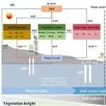 烟台海岸带所《Environmental Science & Technology》揭示湿地碳汇功能的水位响应阈值及其调控机制
