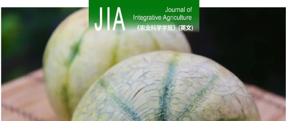 JIA｜北京市农林科学院甜瓜课题组在甜瓜果皮颜色基因鉴定及分子标记开发方面取得新进展