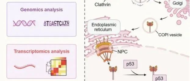 【科技前沿】STTT | 中国科学院大学范克龙探究转铁蛋白受体1核易位促进肿瘤进展的机制