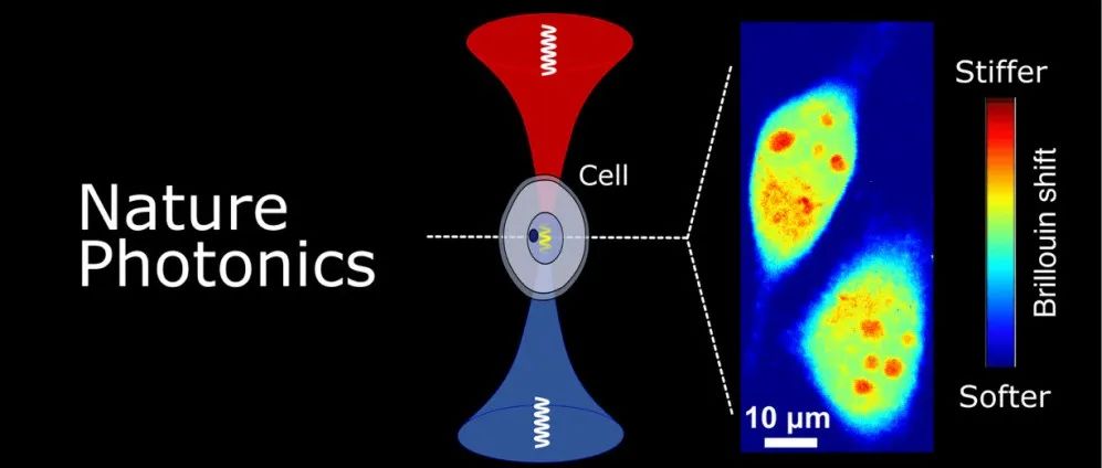 上海光机所杨帆/陈卫标团队：布里渊显微镜看见生命的力学之美 | Nature Photonics
