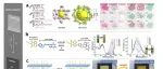 电子科技大学王东升Chem. Soc. Rev. 综述：光响应材料
