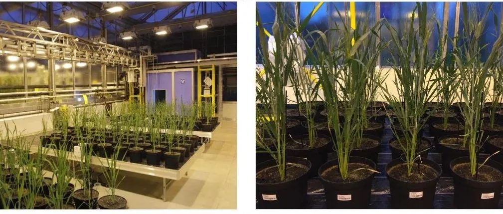 在植物学顶级期刊Molecular Plant、Nature Plants等一区Top期刊上发表论文，这个实验室植物检测项目大全
