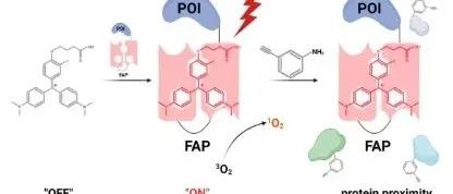 Analytical chemistry|基因编码近红外光催化法用于亚细胞蛋白质组的邻近标记