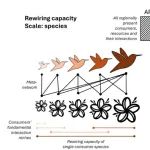Ecology Letters | 生态网络恢复力的功能性理解