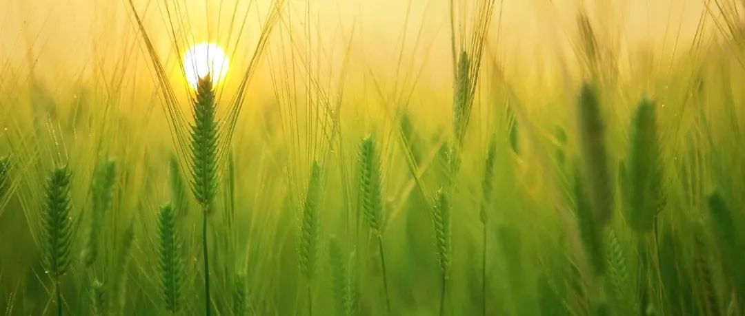 重大突破！我国科研团队在植物科学领域连发三篇Nature Plants！