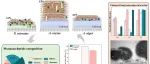 南昌大学周文广、邵盛熙团队WR｜真菌胞外糖代谢架构差异驱动生物絮凝策略分化