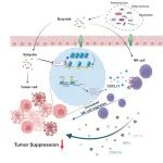 Gut Microbes｜首都医科大学邢卉春/王玺教授团队阐述丁酸盐抑制肝癌发生发展新机制