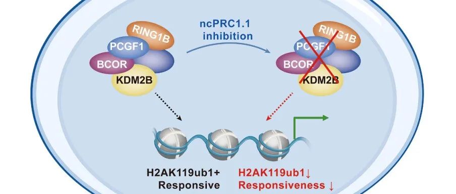 Mol Cell｜天津医科大学吴旭东团队揭示非经典PRC1.1在细胞可塑性调控中的全新角色
