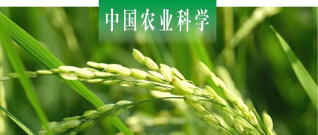 中国农业科学｜中国水稻所陈松课题组基于多角度成像与机器学习的水稻叶面积精确估算