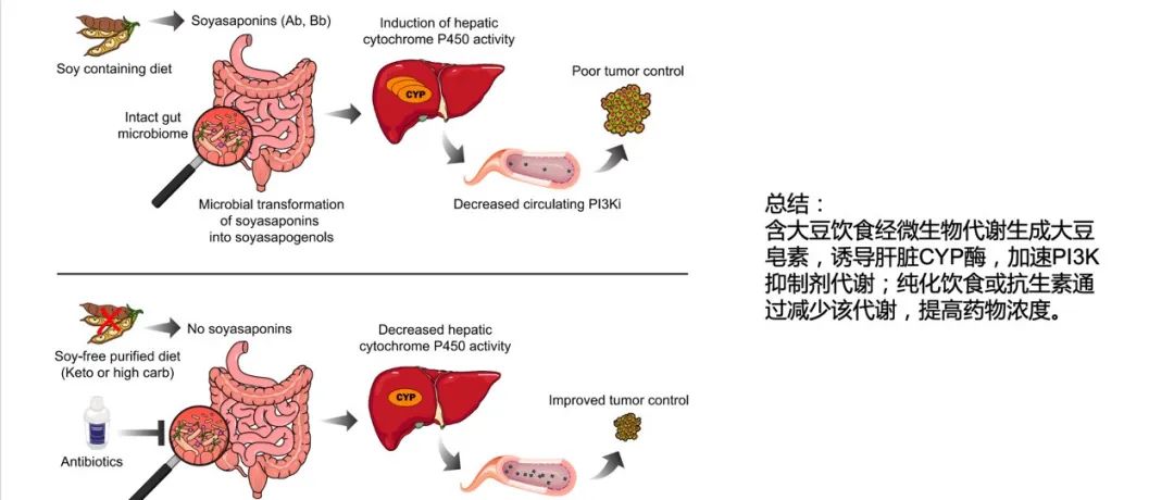 Cell | 膳食植物化学物质的微生物组代谢控制 PI3K 抑制剂的抗癌活性
