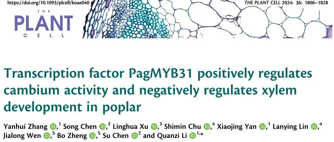 文献分享 | 转录因子PagMYB31调控木质部发育