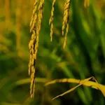 Nature子刊 | 四川农业大学陈学伟团队揭示植物平衡耐热和抗病新机制