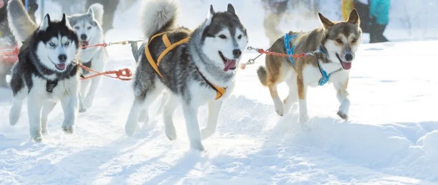 【Science一周新闻】格陵兰岛古代雪橇犬的起源和多样性