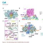 【科技前沿】Cell｜苏晓东课题组与合作者揭示AAV与新型受体（AAVR2）结合的分子机制