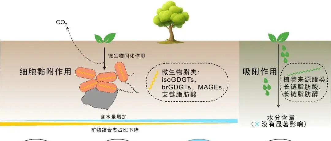 【他山之石】土壤和沉积物中矿物结合态脂类的形成：微生物生理生态的重要性