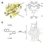 ACS Nano | 具有原子精确结构的Cu36纳米团簇酶