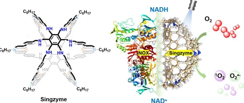 JACS Au |  人工单分子酶（Singzyme）—一种由超笼效应驱动的单分子类酶光催化剂