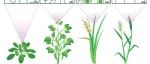Nature Communications | 环发所揭示形态类型调节气孔与环境因子间的相互关系