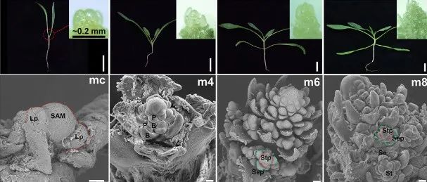 Adv Sci丨河南师范大学高武军团队与河南农业大学杨浩合作揭示菠菜早期花序发育和性别分化的调控机制