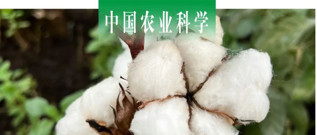 中国农业科学｜新疆农大曲延英课题组开发海岛棉纤维强度QTL紧密连锁InDel分子标记并评价其效应