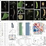 文献解读｜中国农科院生物所绘制首个大豆全景定量蛋白质组图谱并发现新型m6A调控因子GmMTBa