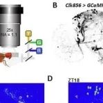 EMBO J | 浙江大学郭方发现果蝇光诱导昼夜节律反应的温度依赖性调节