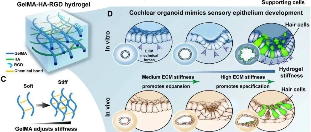 光固化生物材料复合应用方案