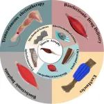 香港城市大学胡金莲教授团队 Adv. Sci.: 可穿戴生物电子技术突破 - 居家管理肌肉萎缩成为可能