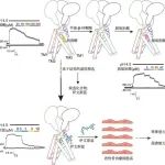 Cell Reports｜浙江大学杨帆/苏楠楠/吕志民团队联合发现PAC通道的新型内外源调控分子