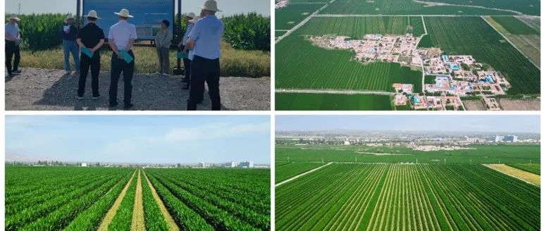【新闻】国家重点研发计划项目“西北灌漠土区多样化种植保墒培肥与产能提升技术模式与应用”课题三、四田间观摩考核会顺利召开