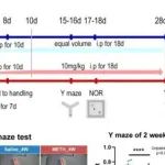 eLife丨南方医科大学乔东访等人构建慢性甲基苯丙胺诱导认知障碍小鼠模型，可为此疾病治疗提供新方向