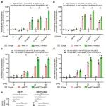 Cell Discov | 上海科技大学廖军揭示basigin抗体调节MCT以影响肿瘤代谢和免疫