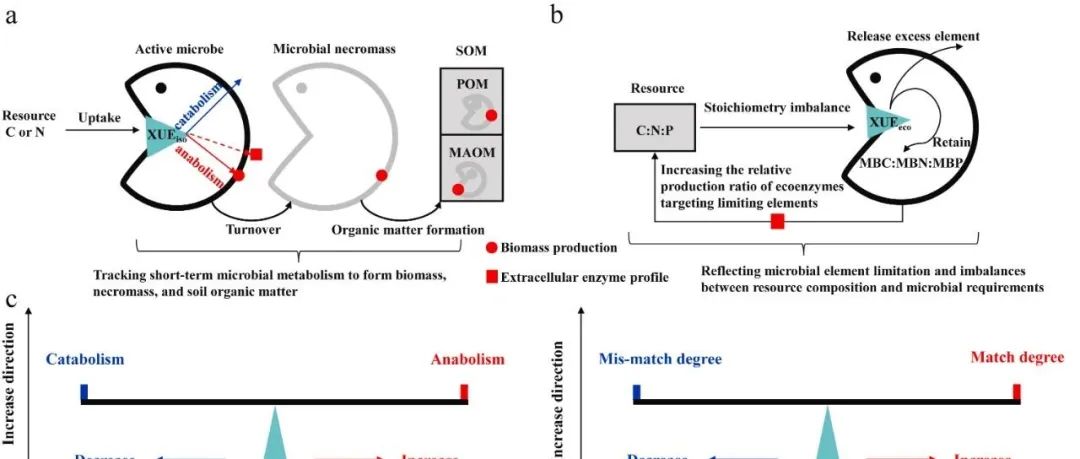 土壤碳氮利用效率丨SOIL BIOL BIOCHEM：用同位素方法和生态酶化学计量模型解释微生物碳氮利用效率的差异